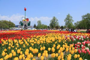 砺波チューリップ公園