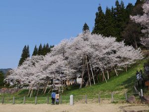 臥龍桜（臥龍公園）