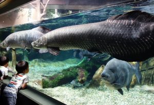 世界淡水魚園水族館 アクア・トトぎふ