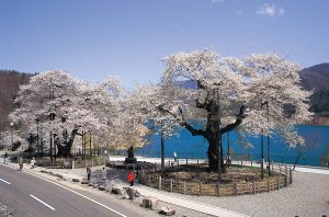 荘川桜